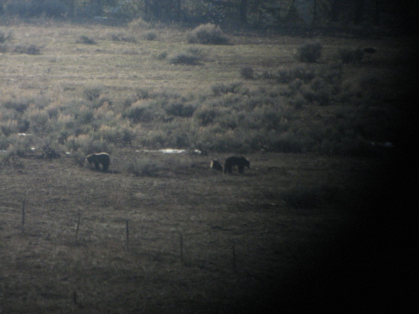 bearhunt2010004.jpg