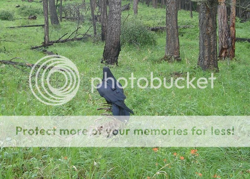 raven.jpg