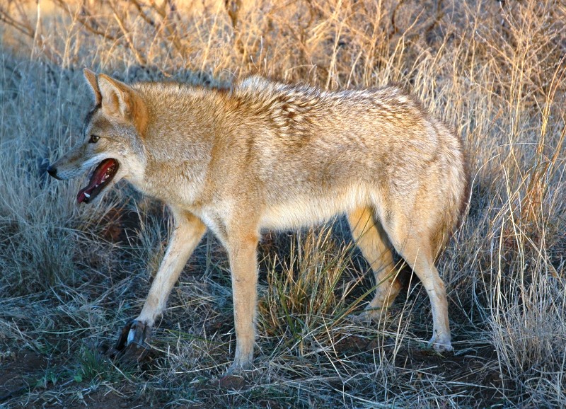 coyote_trap1.jpg