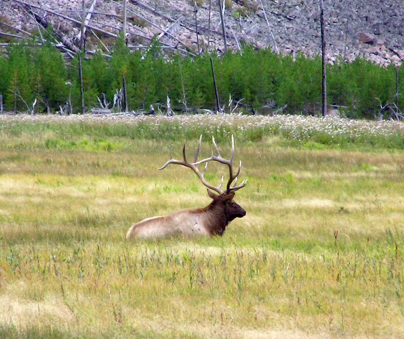elk5.jpg