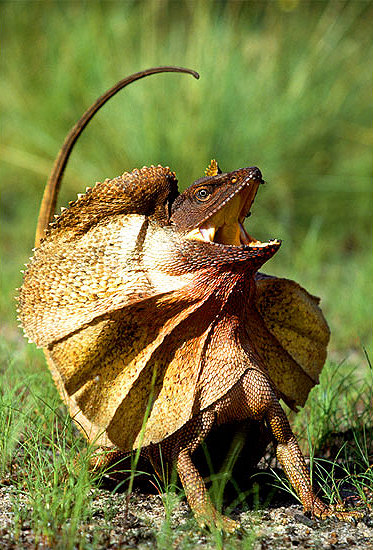 frilled-lizard.jpg