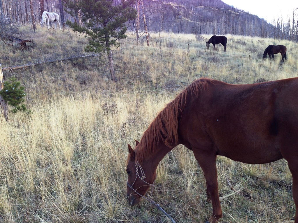 horses_grazing.jpg