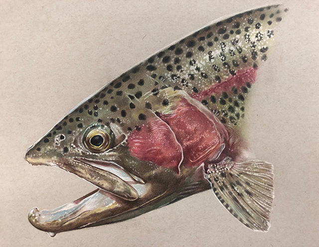 Rainbow-Trout1-SM.jpg