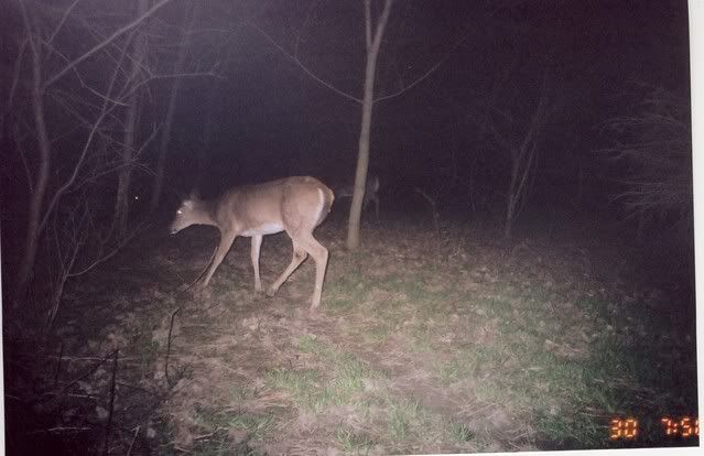 deer9.jpg