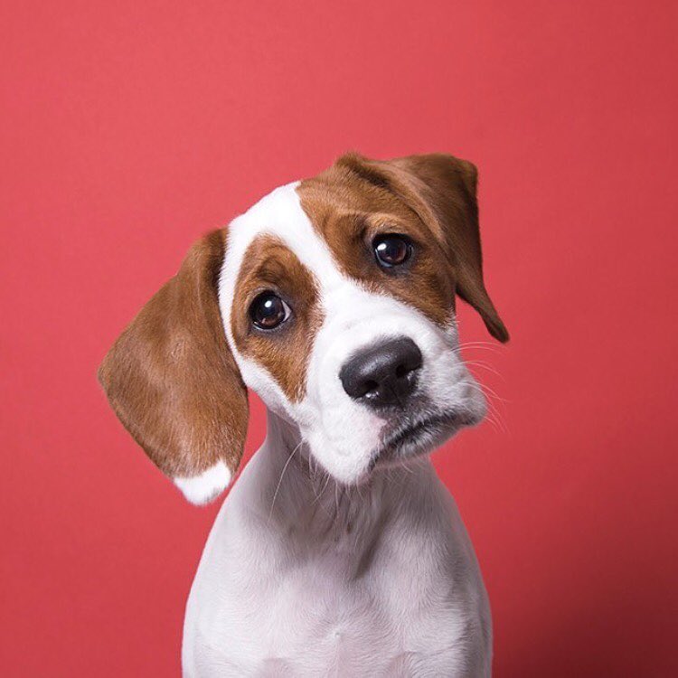 www.thefarmersdog.com
