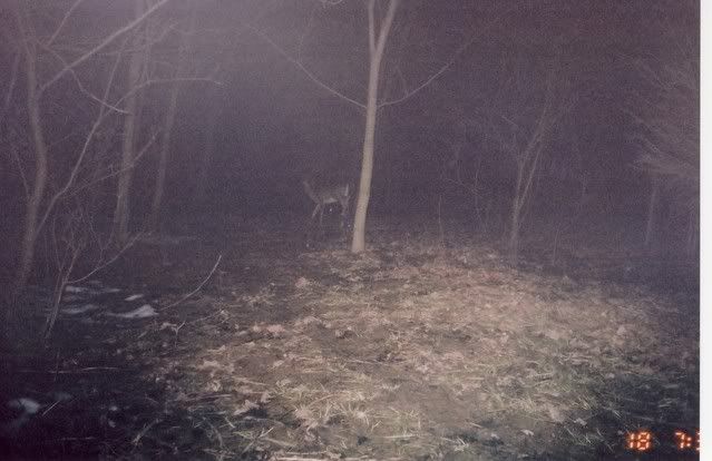 deer12.jpg
