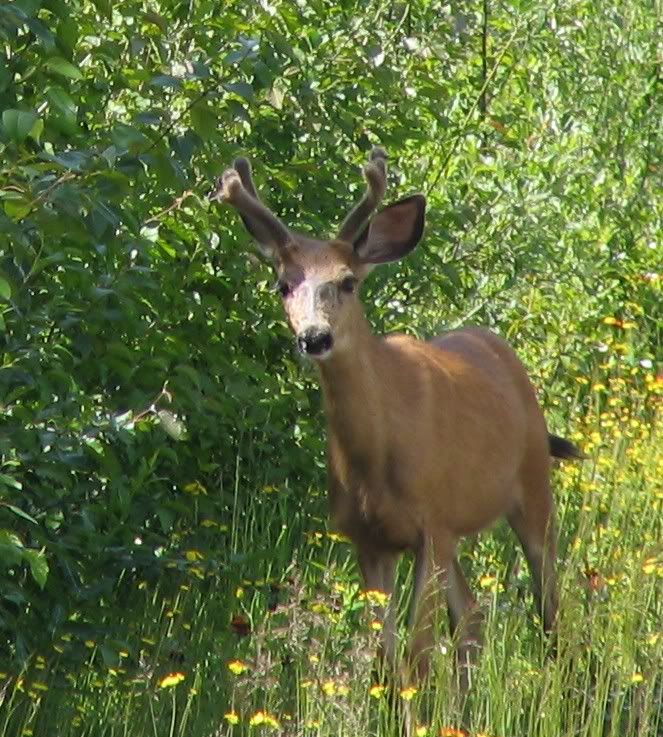 StonerBuck002.jpg