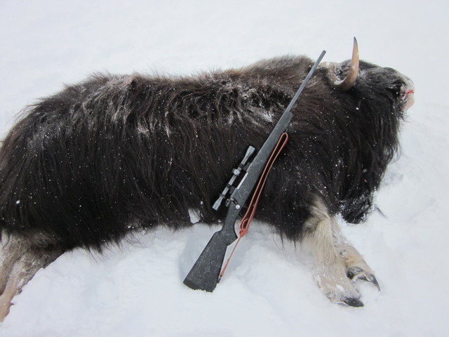 muskox%20118.JPG