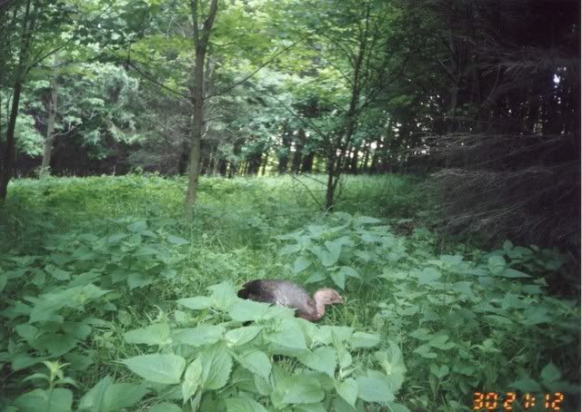 babyturkey.jpg