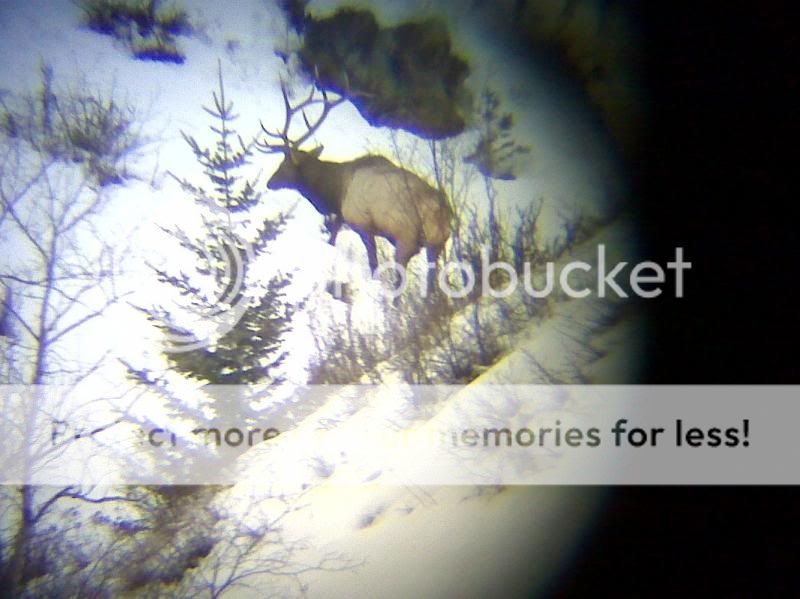winterelk.jpg