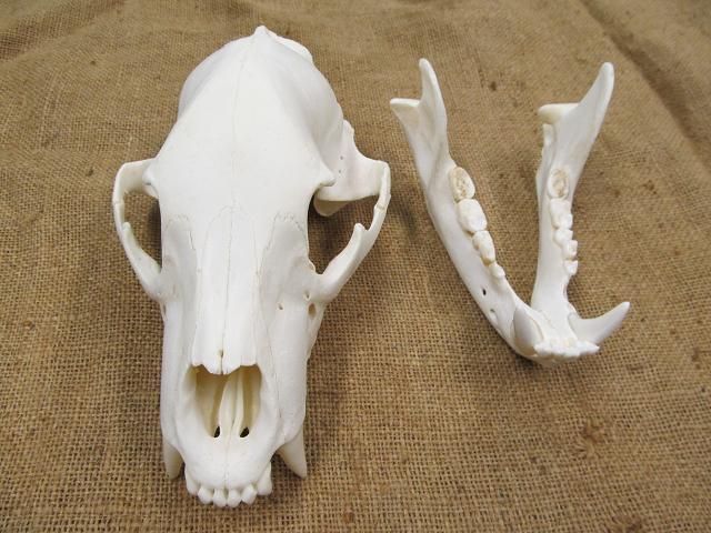 bearskull7.jpg