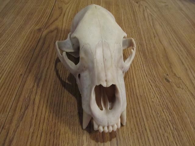 bearskull4.jpg