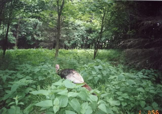 deer40.jpg