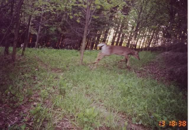 deer30.jpg