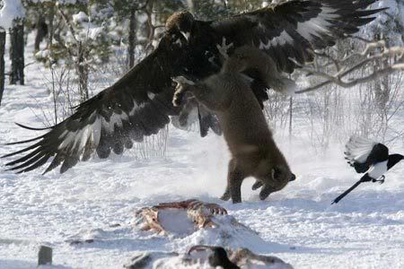 eagle-fox450.jpg