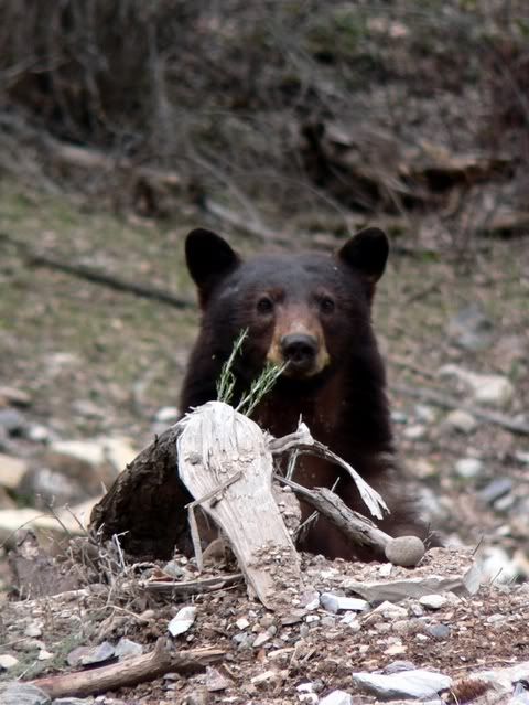 Bear1.jpg