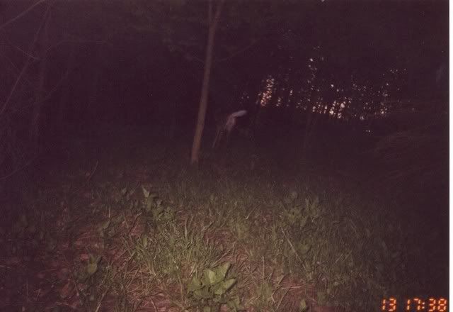 deer32.jpg