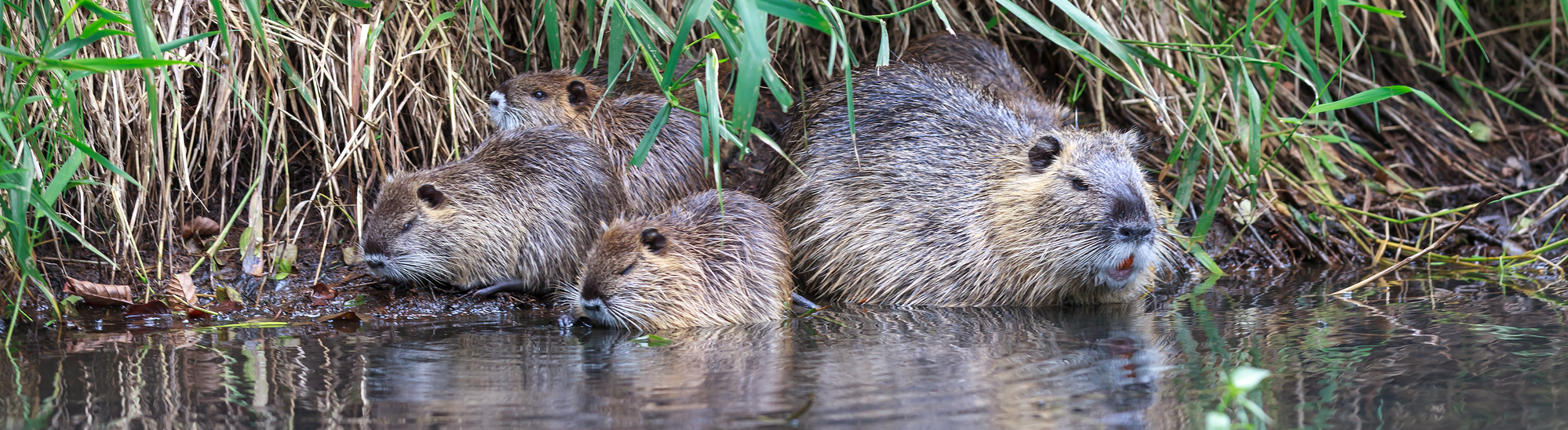 nutria.com