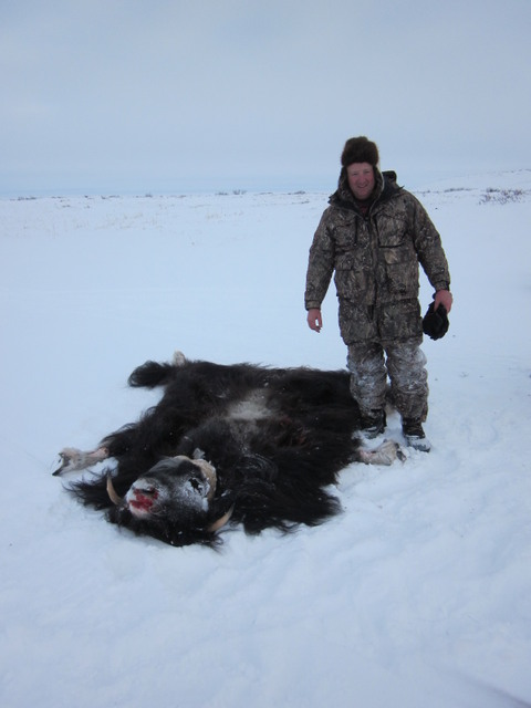 muskox%20123.JPG