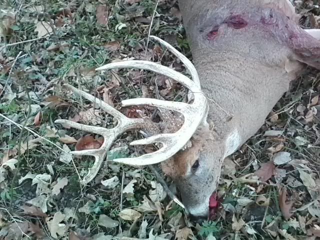 dan2010bowbuck1.jpg