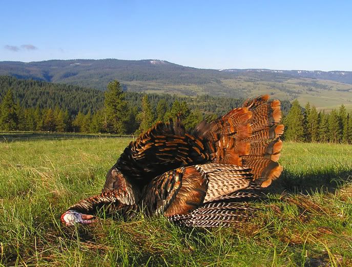 2011gobbler1.jpg