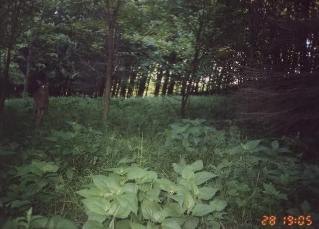 deer45.jpg