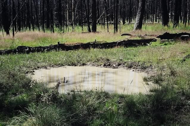 mudwallow.jpg