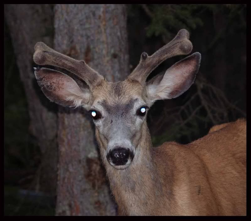 mulie1-1.jpg