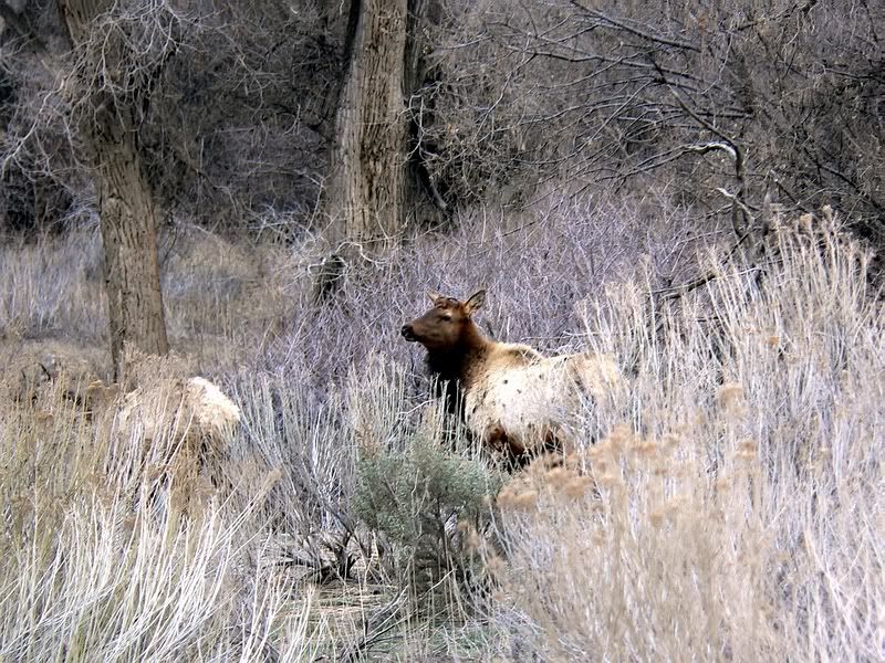 Bull2.jpg