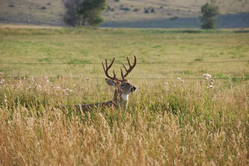 Whitetail001.jpg