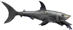 shark2.gif