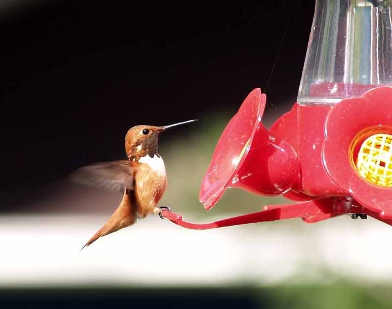 hummingbird.jpg