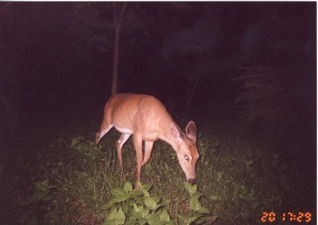 deer21.jpg