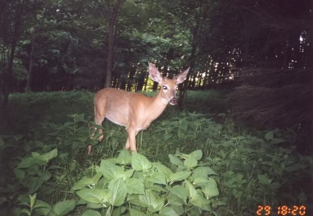 deer43.jpg