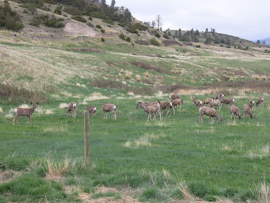 DeerMissouriRiver5-6-14_zps30827f91.jpg