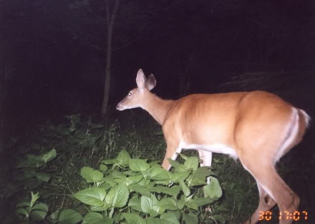 deer41.jpg