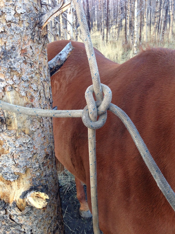 rope_knot.jpg