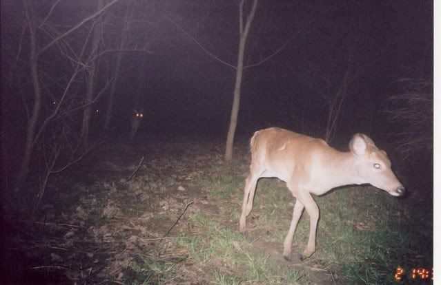 deer5.jpg