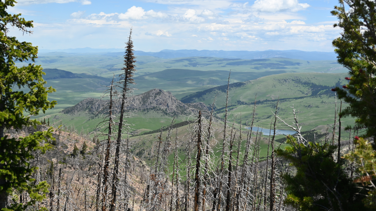 montanafreepress.org