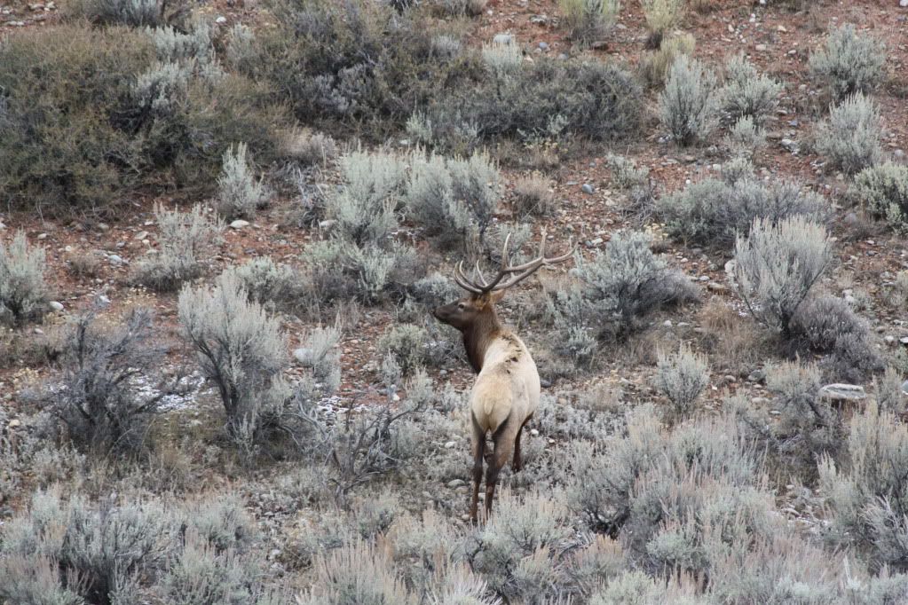 Elk008.jpg