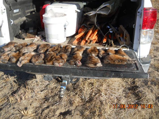 rats1112022.jpg