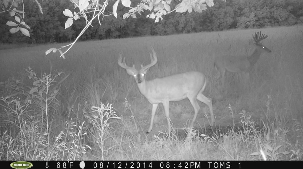 trailcam22014906_zps531e5926.jpg