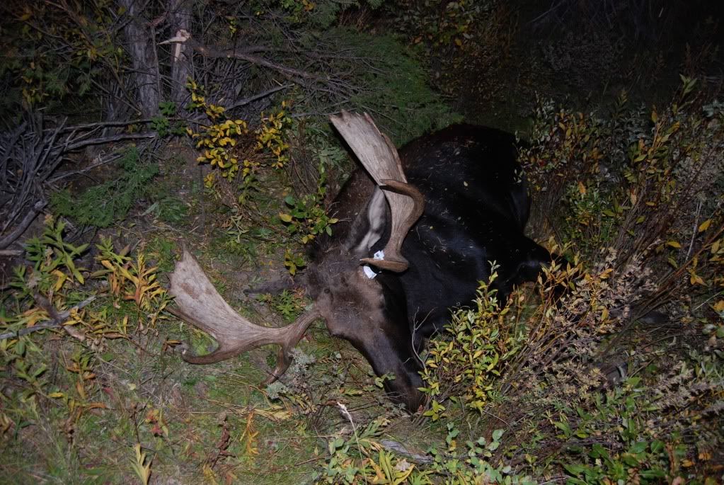 Moose2010010.jpg