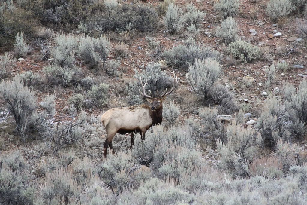 Elk004.jpg