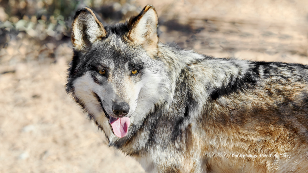 westernwatersheds.org