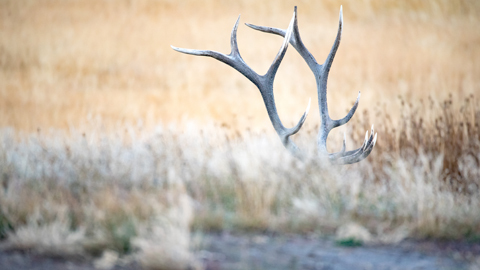 cowboystatedaily.com