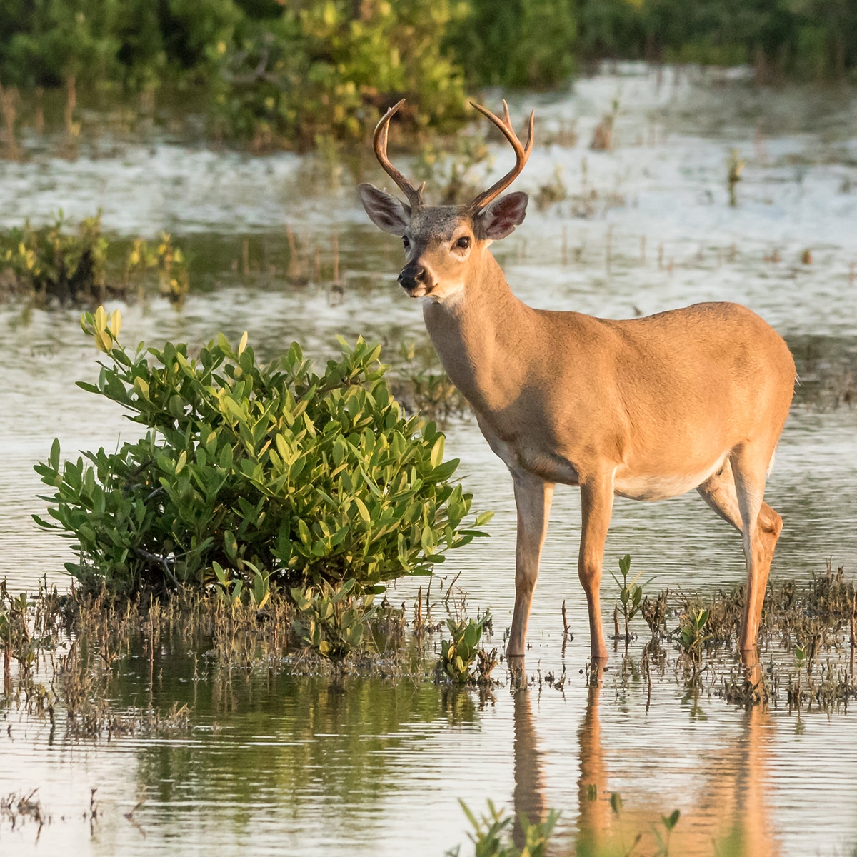 deerassociation.com