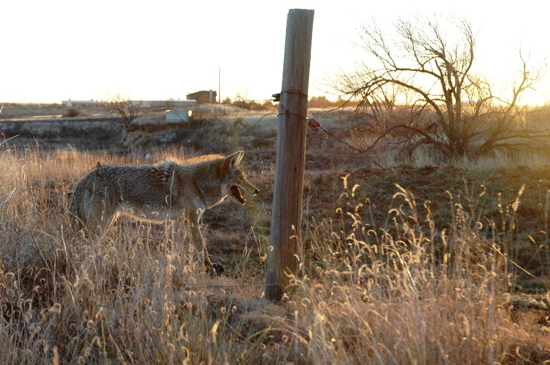 coyote_trap2.jpg