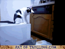 internet-troll-troll-cat.gif