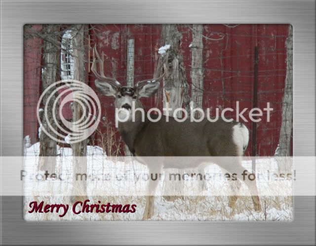 ChristmasCard.jpg